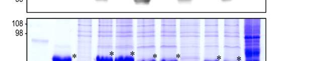 4 ERGEBNISSE 91 den über Nacht mit dem Lysat aus 3,5x 10 8 Zellen inkubiert und anschließend analysiert, ob sie SHP-1 gebunden hatten.
