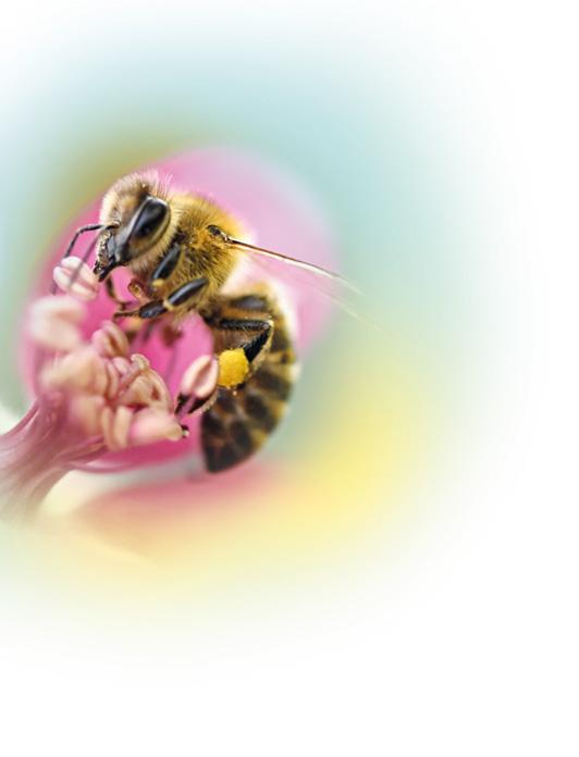 Tierhaltung Bienen FIT ist ein Flüssigprodukt, das in der Bienenhaltung verwendet werden kann.
