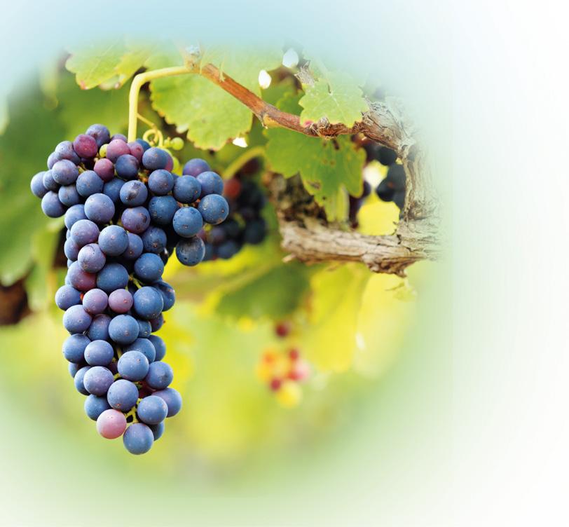 Gemüse-, Obst- und Weinbau Weinbau Schon allein aufgrund gesetzlicher Vorgaben wird der Weinbau immer «grüner».