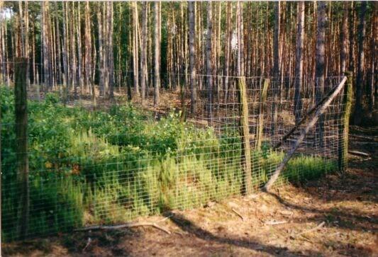 Wildschutzzäune - auf 40.000 Hektar Betreten nicht gestattet In Brandenburg sind 40.500 ha (3,9 % der Waldfläche) zum Schutz gegen Wildverbiss eingezäunt.