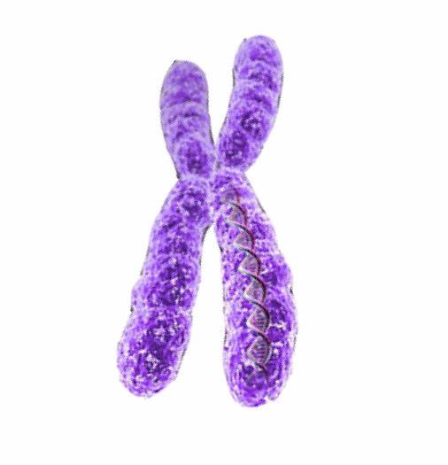 Entscheidende Entdeckung: Gene sind auf Chromosomen lokalisiert!
