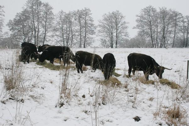 03.01.2016 Der Winter ist da Den Winter gibt es doch noch.