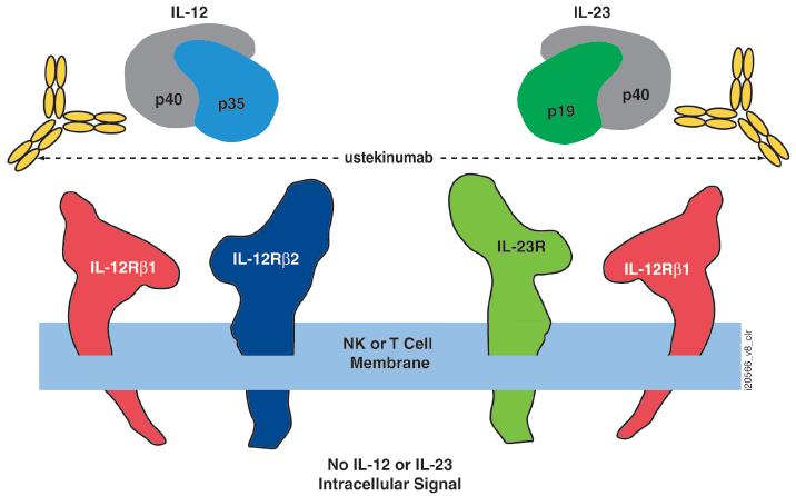 The new kid on the block : anti-il12il-23 und reine anti IL-23 Strategien Ustekinumab