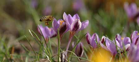 Der Kleinste Krokus Crocus minimus stellt in seiner Beliebtheit bei Bienen und