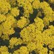 Bei vielen Insekten wird vermutet, dass sie eine Präferenz für Gelb haben, die Pollenfarbe vieler Pflanzen. Wie sie allerdings die abgebildeten Blüten wahrnehmen, wissen wir nicht.