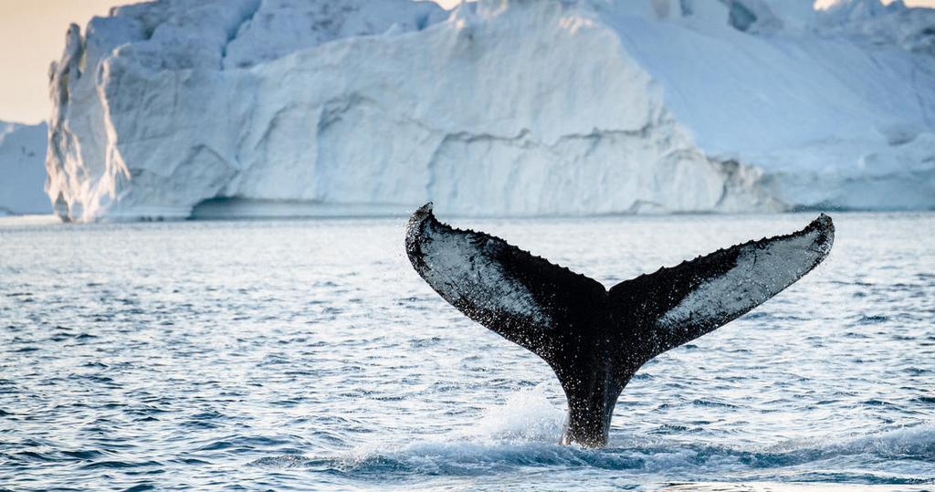 Expeditionskreuzfahrt "Eisberge & Wale" von Island nach Grönland Beratung & Buchung: Fischer