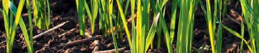 vermehrt auftreten. Das Bodenbürtige Weizenmosaikvirus (SBWMV), das eine Gefahr für den Winterweizenanbau darstellt, wurde 2016 erstmalig auf einem Schlag in Thüringen nachgewiesen.