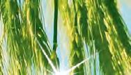 Aktuelle bundesweite Untersuchungen zeigen, dass die Sensitivität der Großen Getreideblattlaus gegenüber Pyrethroiden in den letzten Jahren abnimmt.