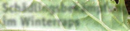 Neben den geläufigen Herbst-Schaderregern wie der Kleinen Kohlfliege (Delia radicum) und dem Rapserdfloh (Psylliodes chrysocephalus) wurden in den letzten Jahren auch verstärkt Blattläuse und von