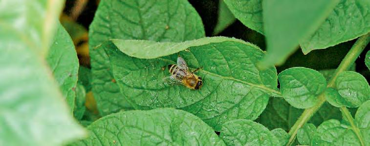 78 KARTOFFELN Schädlingsbekämpfung Gibt es Bienen im Bestand, dürfen nur bienenungefährliche Mittel angewandt werden.