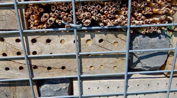 94 PRAXIS Pflanzenschutz und Biodiversität beides geht! Der mit Steinen, Holz und Bambusstäben gefüllte Drahtkorb (eine Gabione) dient Kleinlebewesen als Lebensraum. derselben Stelle, das wechselt.