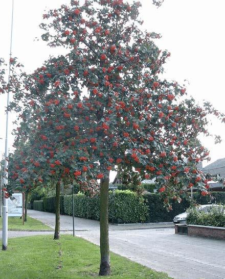 Bäume für die Grünstraße Mehlbeere (Sorbus aria Majestica ) hoch 8 10 m, breit 4 7 m windfest und langsamer Wuchs verträgt sowohl
