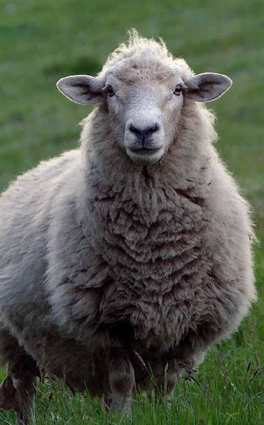 Optimal versorgt Der Fütterung unserer Schafe und Ziegen kommt eine zentrale Bedeutung zu, nimmt sie doch Einfluss auf die Gesundheit, Leistungsfähigkeit, Fruchtbarkeit und letztlich auch