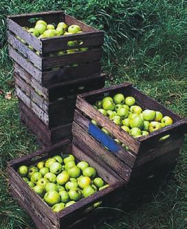 Der Apfel und ich eine Liebesgeschichte Mein Weg zum Bio-Obstbauer Aufgewachsen in einem Imkerhaushalt, waren die Obstbauern mein solides Feindbild.