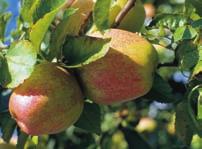 Mein Weg zum Bio-Obstbauer 10 Die Apfelschätze des Karl Mohr 14 Eine