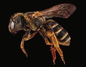 Die fleißige Biene 17 Auch wenn die Wildbienen zahlenmäßig den Honigbienen unterlegen sind, so ist ihre Bestäubungsleistung dennoch unverzichtbar.