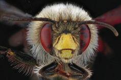 Die Anatomie der Biene Der Körper einer Biene besteht aus drei Abschnitten: Kopf, Brustkorb und Hinterleib.
