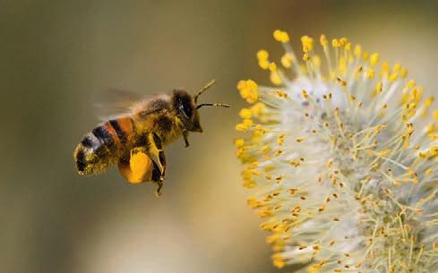 18 BIENEN HELFEN HEILEN Bei ihrem Blütenbesuch sammelt die Bienen nicht nur Nektar, sondern auch Pollen. Sie werden in eigenen Körbchen an den Hinterbeinen deponiert, den gut sichtbaren Pollenhöschen.