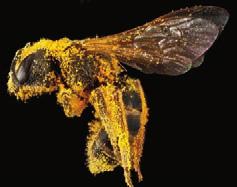 Die fleißige Biene 19 Pollen im Anflug: Im üppigen Haarkleid, das die Biene von der Wespe unterscheidet, verfangen sich bei erfolgreichen Flügen Millionen kleinster Blütenpollen.