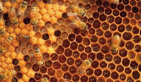 Die fleißige Biene 23 Der Wabenbau der Bienen ist ein Meisterwerk, das selbst Mathematiker fasziniert. In den Zellen legen die Bienen den Nektar ab.