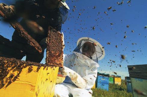 30 BIENEN HELFEN HEILEN Imker wissen, dass sie sich ihren Bienen nicht schnell und hektisch nähern dürfen. Trotzdem ist eine Schutzausrüstung beim Hantieren am Bienenstock empfehlenswert.