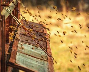 6 BIENEN HELFEN HEILEN 34 Die Leistung der Biene für das Ökosystem 36 Von Blüten
