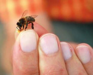Gift in kleinen Dosen 41 Varroa ein todbringender Parasit 42 Bienenvölker vor dem