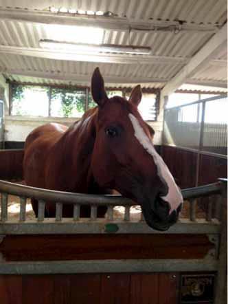 Wild Duchesse in ihrem neuen Zuhause bei Christopher Burton 8. August 2013 Bettina Hoy und Lanfranco TSF sind 7.