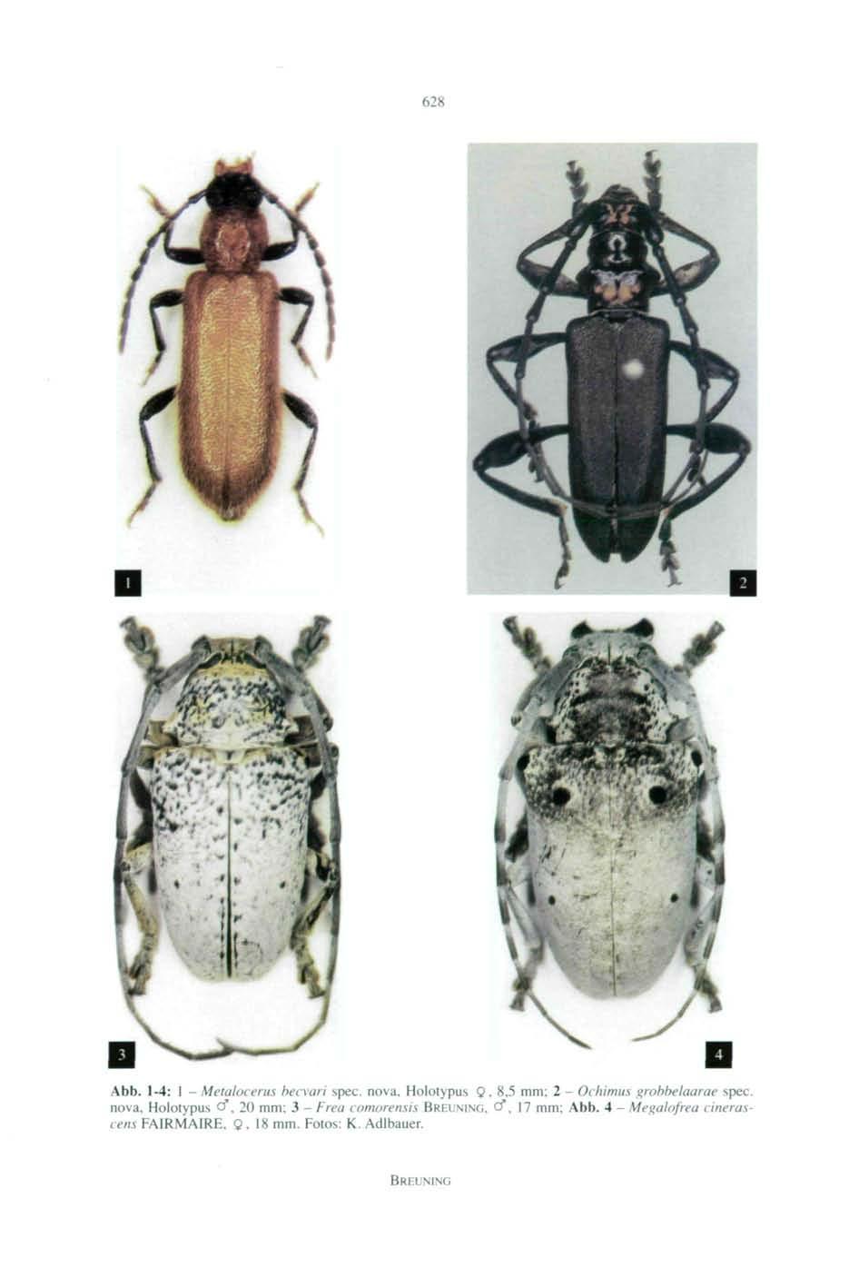 628 Abb. 1-4: 1 - Metalocerus hecvari spec. nova. Holotypus Q, 8,5 mm; 2 - Ochimus grobbelaarae spec, nova. Holotypus cf.