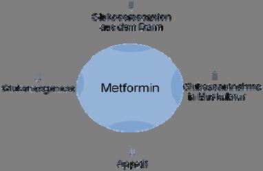 PCOS 32 Abbildung 5: Wirkmechanismus von Metformin Studien zeigten, dass sich unter Metformin-Gabe der Zyklus normalisiert und die Ovulationsrate steigt.