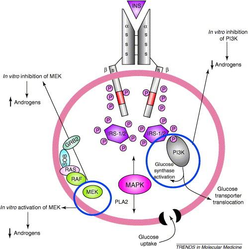 Insulinresistenz bei PCOS 43 3.