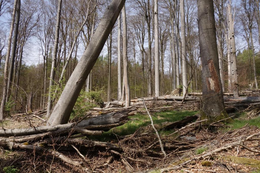 Großskalige Prozesse Zunderschwamm schafft Totholz und Lücken im Wald: Ökosystem- Auch im Buchenwald Ingenieur