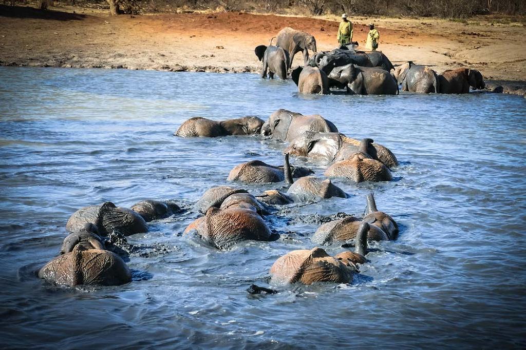 42 Aktionen von Elefanten-Freunden 43 KENIA LAND UND KULTUR AM ÄQUATOR WELTELEFANTENTAG IM DUISBURGER ZOO von Daniela Köstner Rettet die Elefanten Afrikas e.v. nutzte den 12.