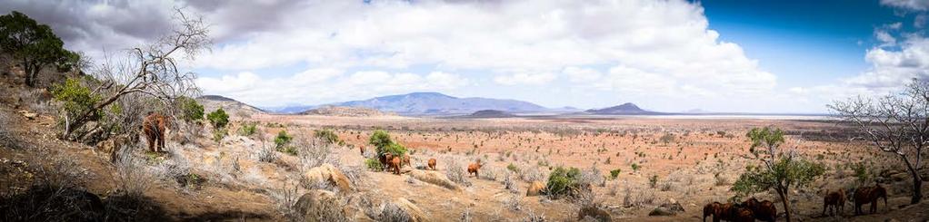 10 DSWT Kenia 11 VOI: IM LAND DER ROTEN ELEFANTEN Sie sehen aus, als kämen sie geradewegs von einem Tennis-Sandplatz-Turnier: rot gepudert bis zur Rüsselspitze des Tsavo-East-Nationalparks ist die