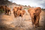 richtige Elefanten-Leben lernen. In der jetzigen Dürreperiode damals begann sie, verwaiste Tierbabys großzuziehen. Warden des größten kenianischen Nationalparks.