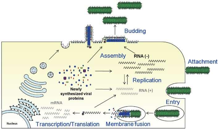 Filovirus Replikationszyklus rezeptorvermittelte Endozytose, ph-abhängige Membranfusion from:
