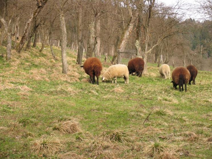 Naturschutzherde Uvajanje paše na naravovarstvenih območjih naravovarstvena čreda Das Pilotprojekt Naturschutzherde