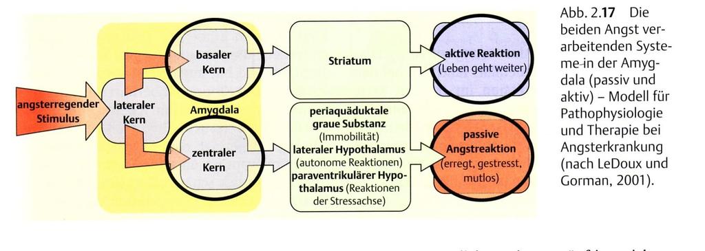 Funktionskreis der Amygdala Symposium Clinica Holistica Dr.