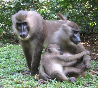 2010 in Wallisellen gegründet, mit dem Zwecke die am stäksten gefährdeten Primaten Afrikas zu retten.
