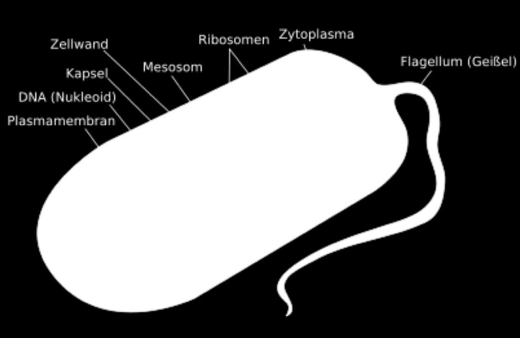 Angriffspunkte von Antibiotika Die drei wichtigsten Orte: Zellwandsynthese