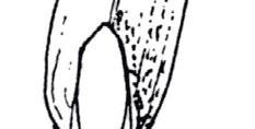 a. Agrostis, Bb 12 (Blatt 11) Riefung meist niedriger als breit, Blatt 5-10 mm Bb 32 breit, unbehaart, kahnförmige Spitze, Blattränder oft hochgerollt, Ligula ± lang, ganzrandig, abgerundet Briza