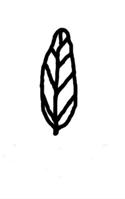 tenuifolia unten vielblütig Blättchenpaare Blättchenpaare Blättchenpaare Blättchenpaare Blättchenpaare 3-9 2-3 9-12 9-12 3-9 3-8 3-8