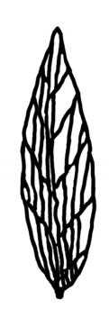 C2 a Lathyrus : Blätter paarig gefiedert, mit Endranke, Stängel geflügelt, Pflanze ± behaart Blatt 10 Fortsetzung von Blatt 9 u.