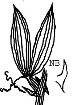 eiförmig in Stachelspitze mit Spitze auslaufend, Flügel breit Pflanze liegend Pflanze ± aufrecht Flügel schmaler Flügel 2-3 mal NB pfeilförmig NB halbpfeilförmig