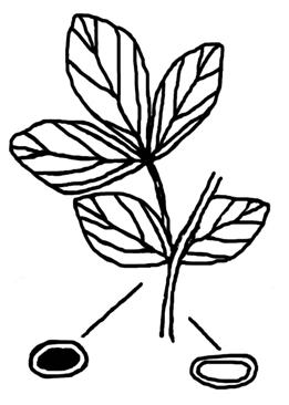 D 1 Blätter dreizählig gefiedert, wenn Blätter gefingert s.