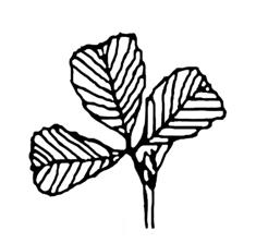 D 1a Blätter dreizählig gefiedert, Endfiederblättchen lang gestielt, Pflanze behaart Blatt 13