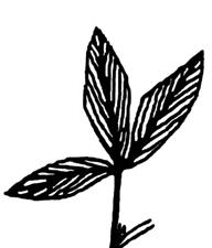 arvense Trifolium pannonicum Trifolium medium Trifolium Trifolium spadiceum Trifolium aureum Hasen-Klee