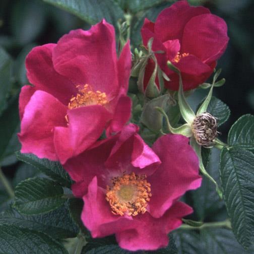 Rosa rugosa (Kartoffel-Rose) rosa einfach, 5 Petalen 6-8, meist einzeln/ in Büscheln zart sehr gross, lang stark, aufrecht, gut verzweigt, stark bestachelt, ausläuferbildend gross, dicht, dunkelgrün,