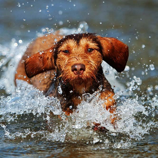 Hunde kommen in unser Leben, um zu bleiben.