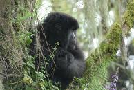 Die Berggorillas in Bwindi gehören zu einer weltweiten Population von etwa 800 Gorillas.